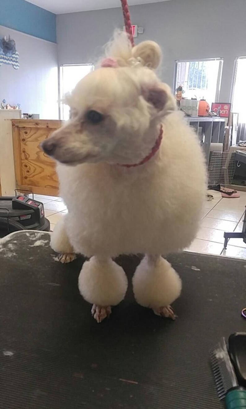 May include: A white dog with a pink bow on its head is sitting on a black grooming table. The dog has been groomed with its legs shaved and its fur trimmed short. The dog is looking to the left of the image.