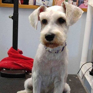 May include: A white miniature schnauzer with a purple collar sits on a black and gray surface. The dog has been groomed and has a short, white coat.