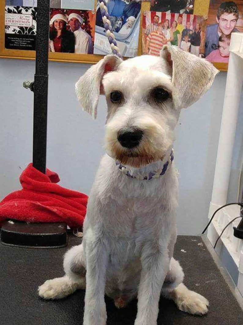 May include: A white miniature schnauzer with a purple collar sits on a black and gray surface. The dog has been groomed and has a short, white coat.
