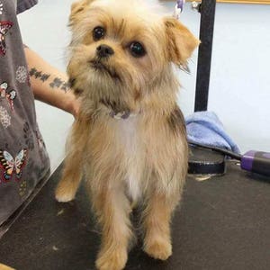May include: A small, light brown dog with a white patch on its chest is standing on a black grooming table. The dog has a purple collar and is looking at the camera.