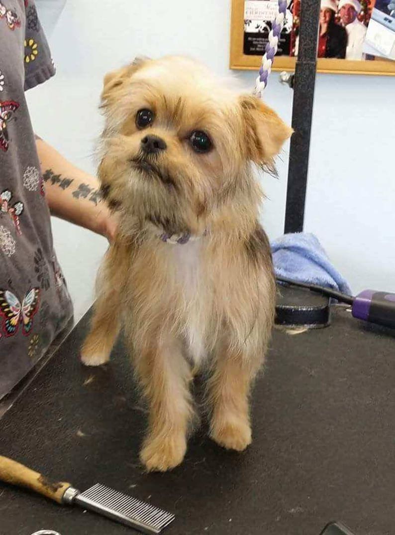 May include: A small, light brown dog with a white patch on its chest is standing on a black grooming table. The dog has a purple collar and is looking at the camera.