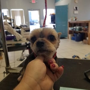 May include: A small, light brown and white dog with a short haircut, looking directly at the camera. The dog is being held by a hand with red nail polish.
