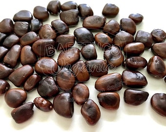 Tamarind Seeds Fresh Organic USA Seeds Tamarindus Indica Seeds for Planting