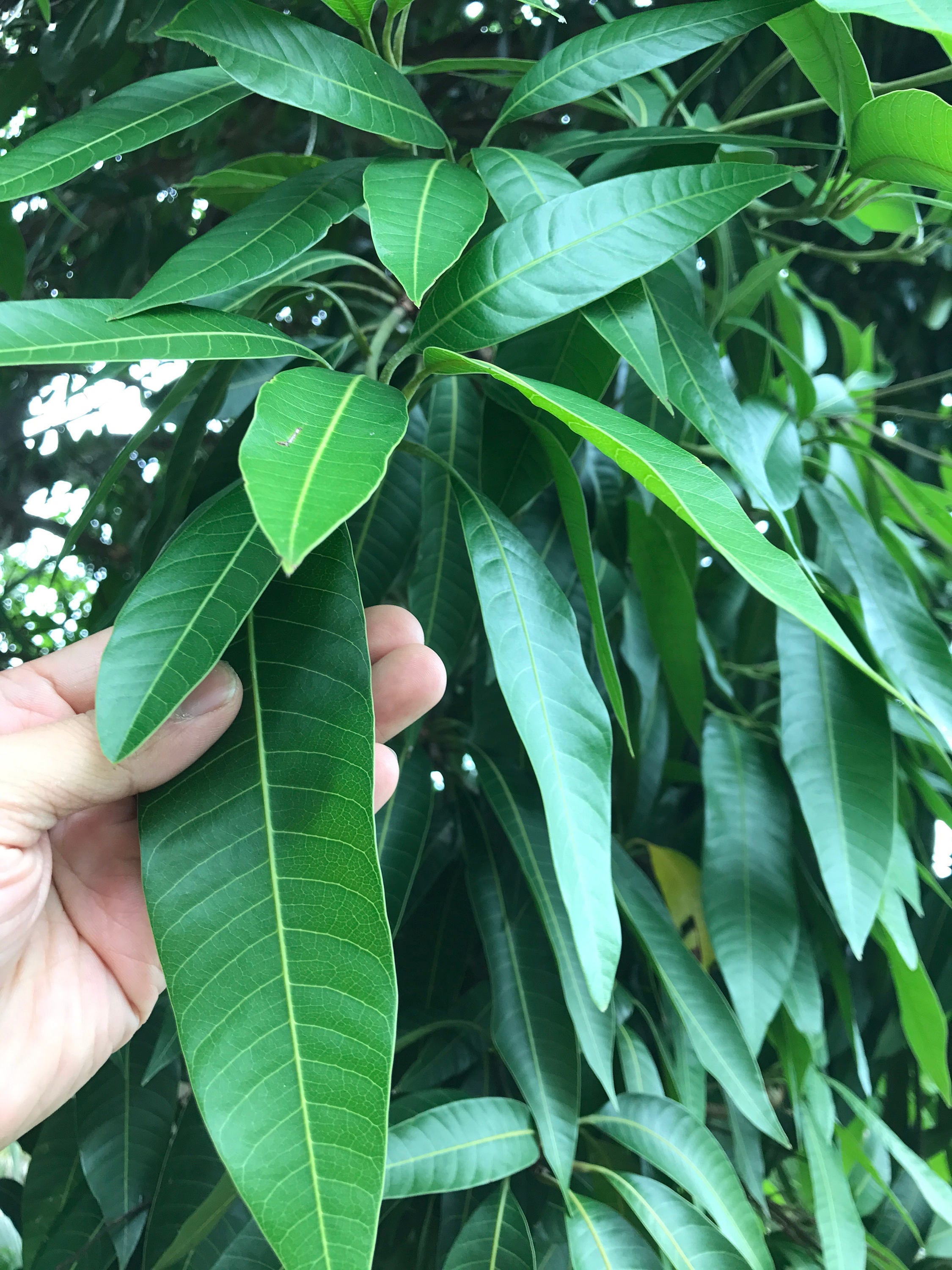 Fresh Organic Mango Leaves 110 Leaves growth in USA No | Etsy