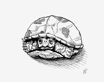 eastern box turtle etsy