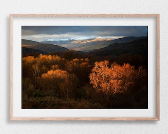 Glowing Birches - Capel Curig, Eyri, Snowdonia, Wales. Photographic print, Canvas, Wall Art, Nick Livesey
