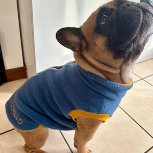 Puede incluir: Un suéter de forro polar azul para perro con ribete amarillo y la palabra "Giello" bordada en el lateral. El suéter lo lleva puesto un Bulldog Francés marrón y negro.