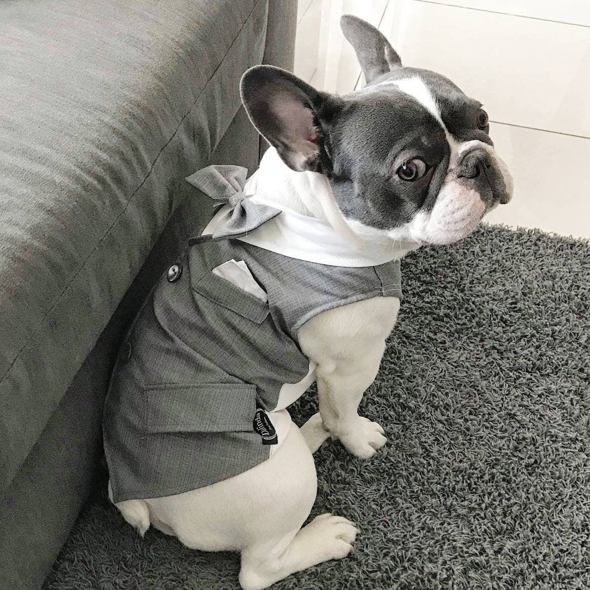 How To Dress French Bulldogs