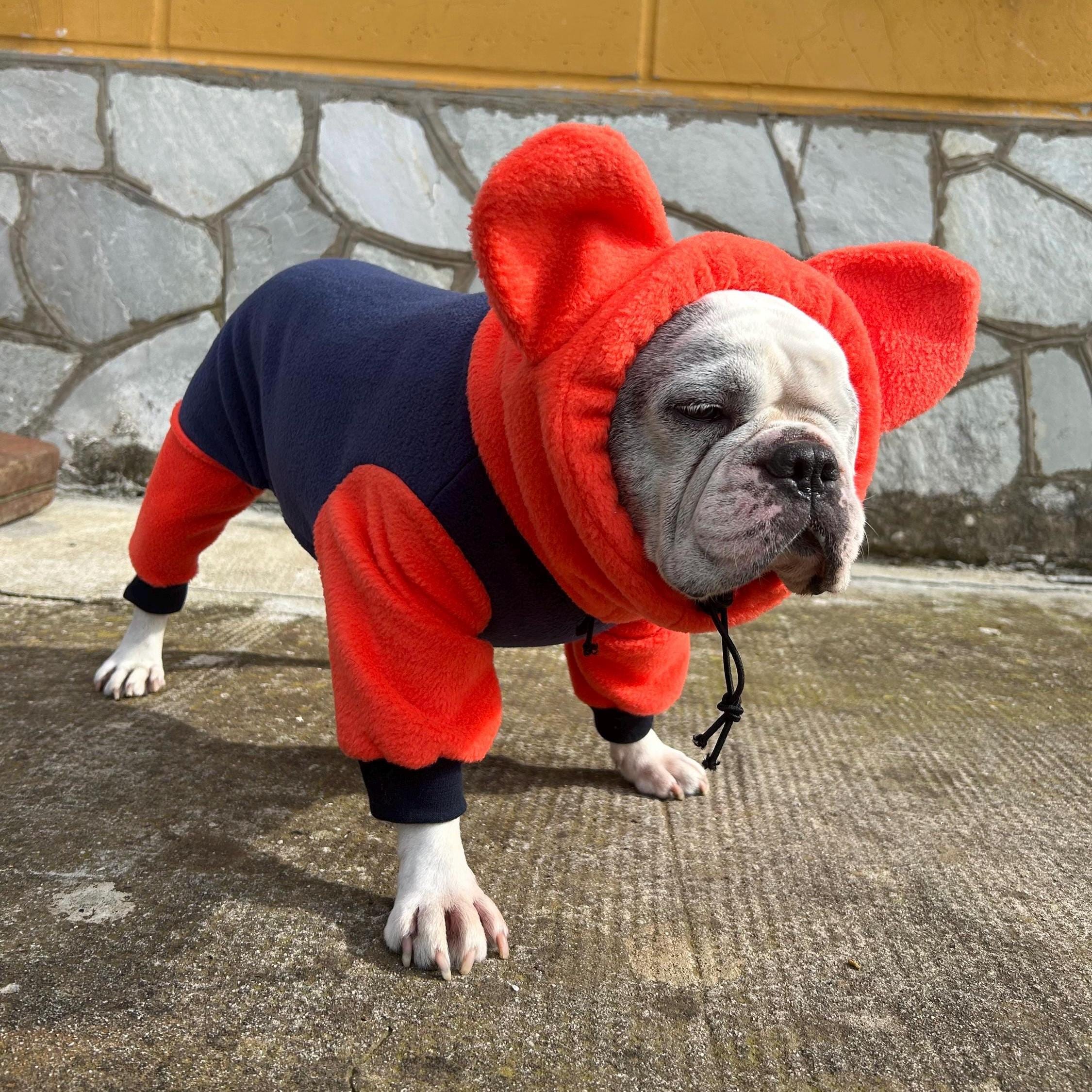 Boston Terrier Ears Stand Up Taping Frenchie Ears Bulldog Puppies