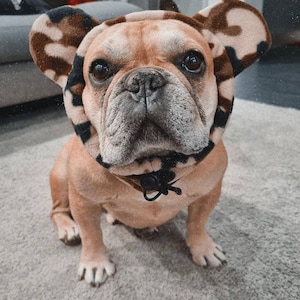 Bulldog francese che indossa abiti e accessori di moda ritratto di animali  domestici in abiti moda per cani