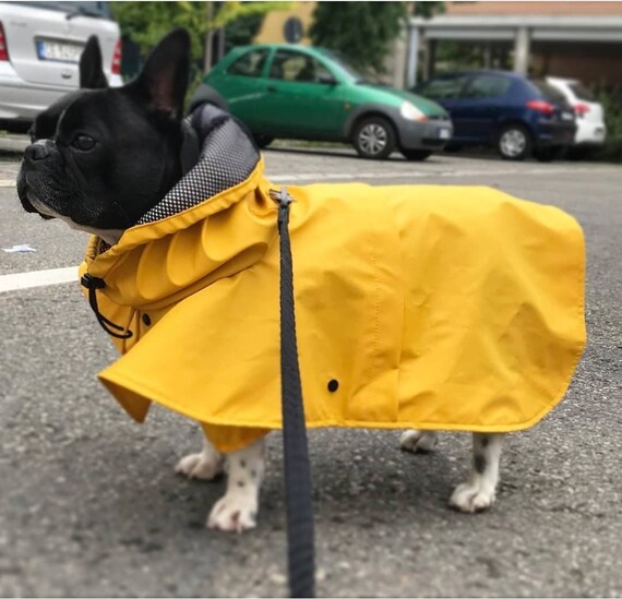 Imperméable pour bouledogue français hot sale