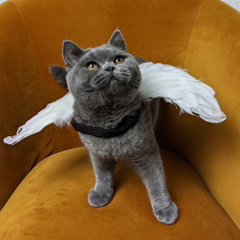 Cat Angel Costume  Cat Costume  Angel Wings  Halloween image 3