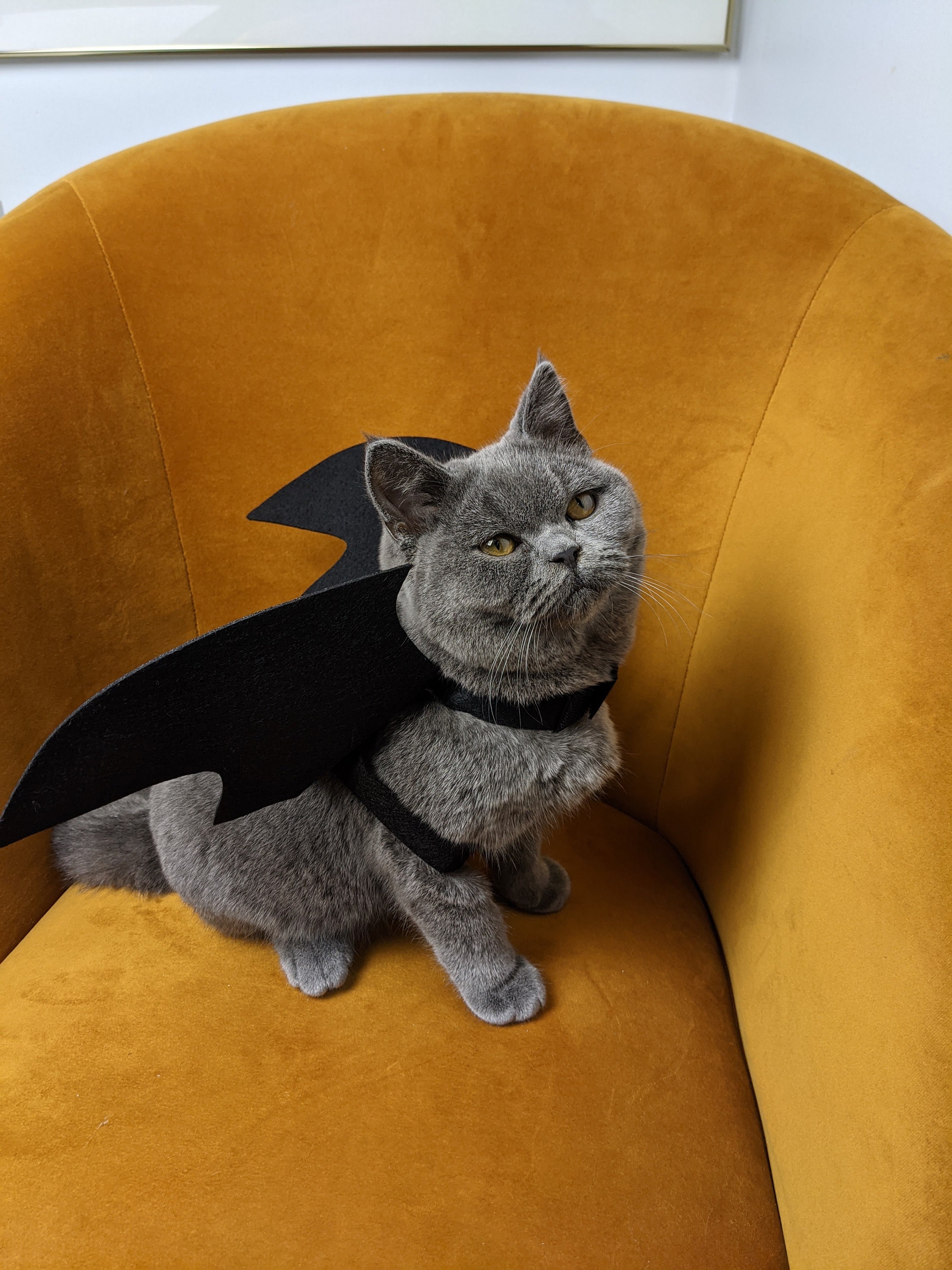 Cat Bat Wings Costume Cat Costume Bat Wings Halloween Etsy