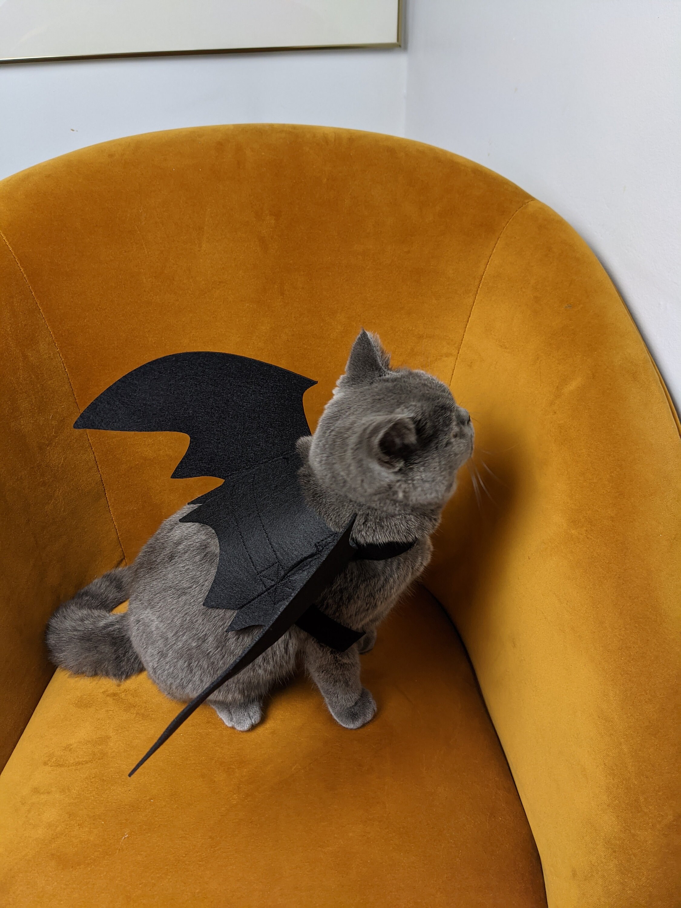 Cat Bat Wings Costume Cat Costume Bat Wings Halloween Etsy Canada