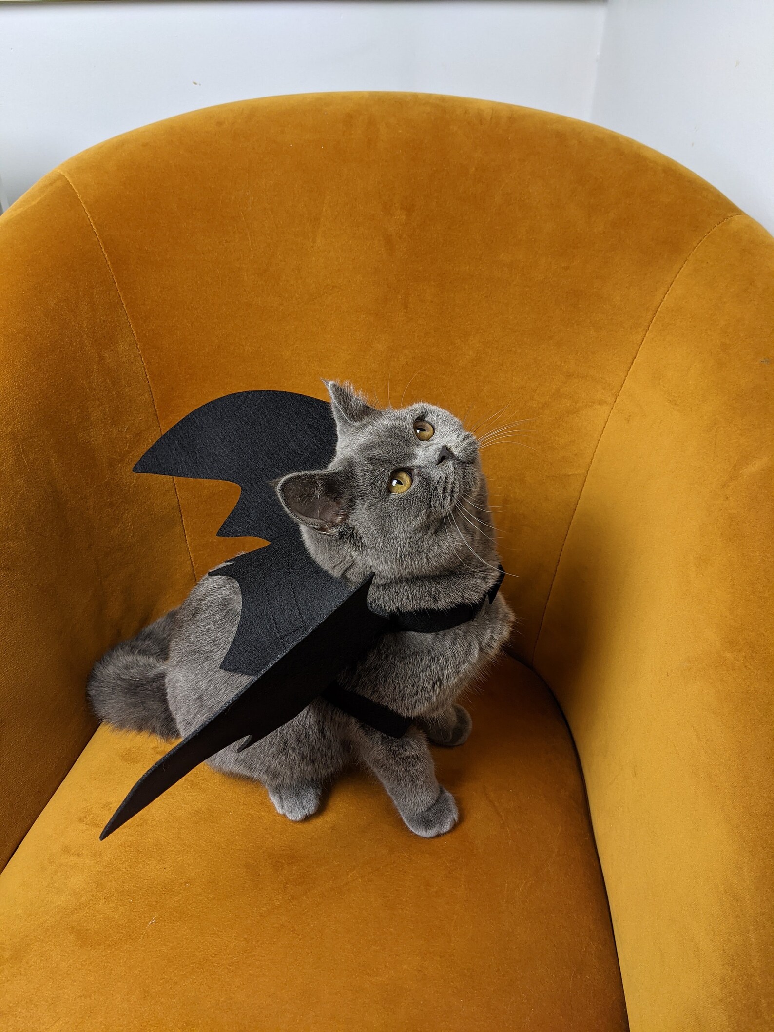Cat Bat Wings Costume Cat Costume Bat Wings Halloween Etsy Canada