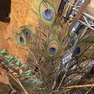 Peacock Feathers