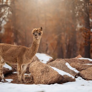 Llama/Alpaca digital composite