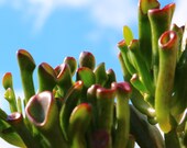 Money Trees Jade Plants Succulent House Plants (Crassula ovata quot Gollum quot ) in a1L 14cm pot.