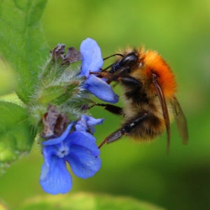 Attract Bees : Green Alkanet Pentaglottis sempervirens 5-20 Freshly Dug Organically Grown Bare Roots image 3