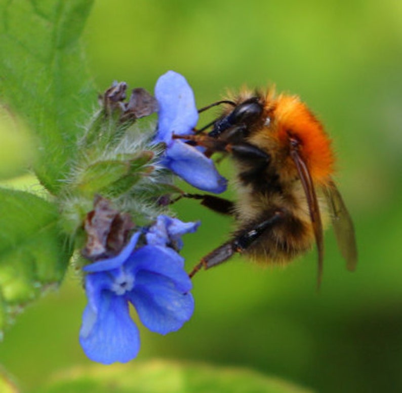 Attract Bees : Green Alkanet Pentaglottis sempervirens 5-20 Freshly Dug Organically Grown Bare Roots image 3