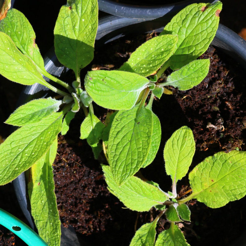Attract Bees : Green Alkanet Pentaglottis sempervirens 5-20 Freshly Dug Organically Grown Bare Roots image 4