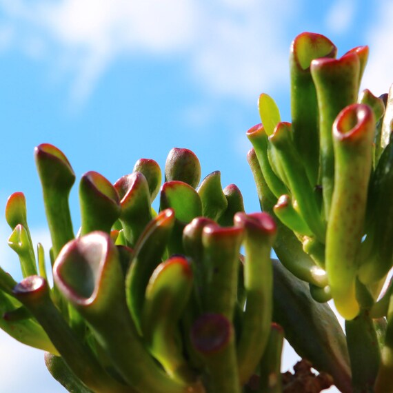 Money Trees Jade Plants Succulent House Plants Crassula Etsy