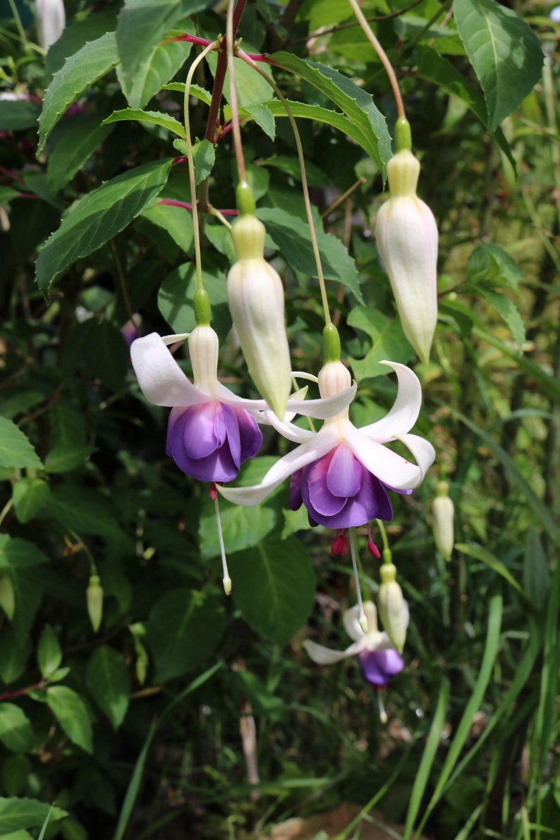 Hardy Fuchsia Delta Sarah in 1 Litre 12cm Pot