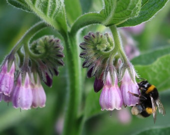 Attract Bees:) Comfrey Bocking 14 (Symphytum uplandicum) 5 - 20+ Freshly Dug Bare Roots