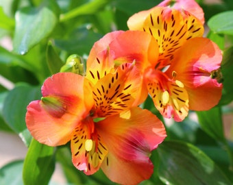 Grow Your Own Beautiful Cut Flowers  Alstroemeria (Peruvian Lily) Exotic Flowering Perennial in a 10Litre (28cm) Pot.