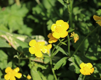 Creeping Buttercup Ranunculus Repens Wildflower Perennial Bare Root Plants