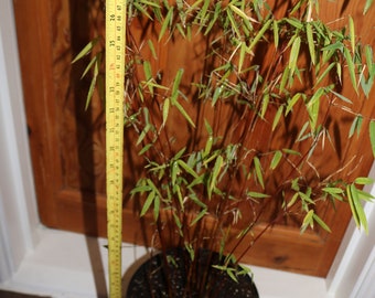 Black Bamboo Phyllostachys nigra 10L (28cm) Potted Plants