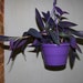 see more listings in the Foliage House Plants section