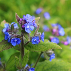 Attract Bees : Green Alkanet Pentaglottis sempervirens 5-20 Freshly Dug Organically Grown Bare Roots image 1