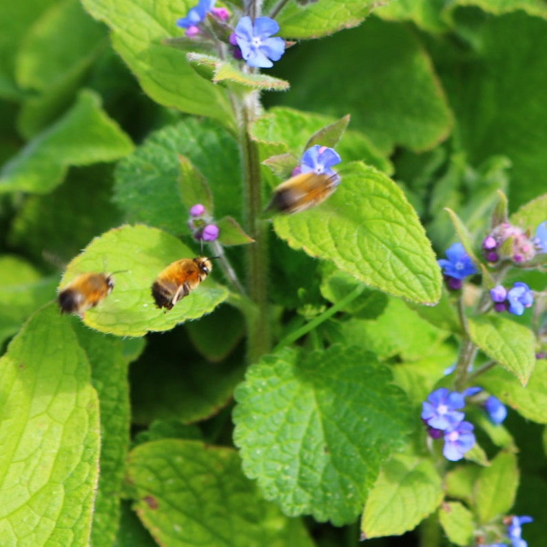 Attract Bees : Green Alkanet Pentaglottis sempervirens 5-20 Freshly Dug Organically Grown Bare Roots image 2