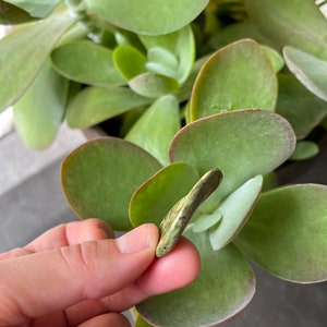 May include: A close-up of a green succulent plant with a single leaf being held in a hand. The leaf is a light green colour with brown spots and is slightly curled.