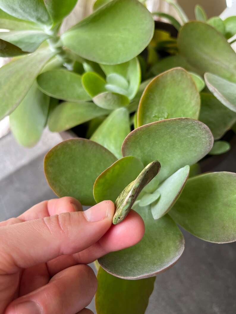 May include: A close-up of a green succulent plant with a single leaf being held in a hand. The leaf is a light green colour with brown spots and is slightly curled.