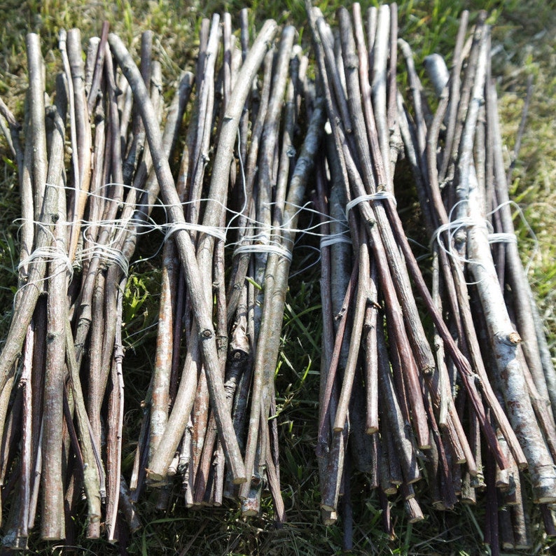 Wood branch Rowan sticks, Dried for 1 year, Mountain ash branches supply, dried Rowan sticks, natural craft wood supply, 30 cm / 12 inches image 1