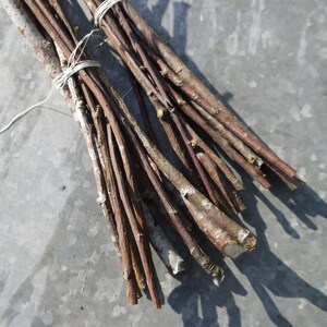 Wood branch Rowan sticks, Dried for 1 year, Mountain ash branches supply, dried Rowan sticks, natural craft wood supply, 30 cm / 12 inches image 5
