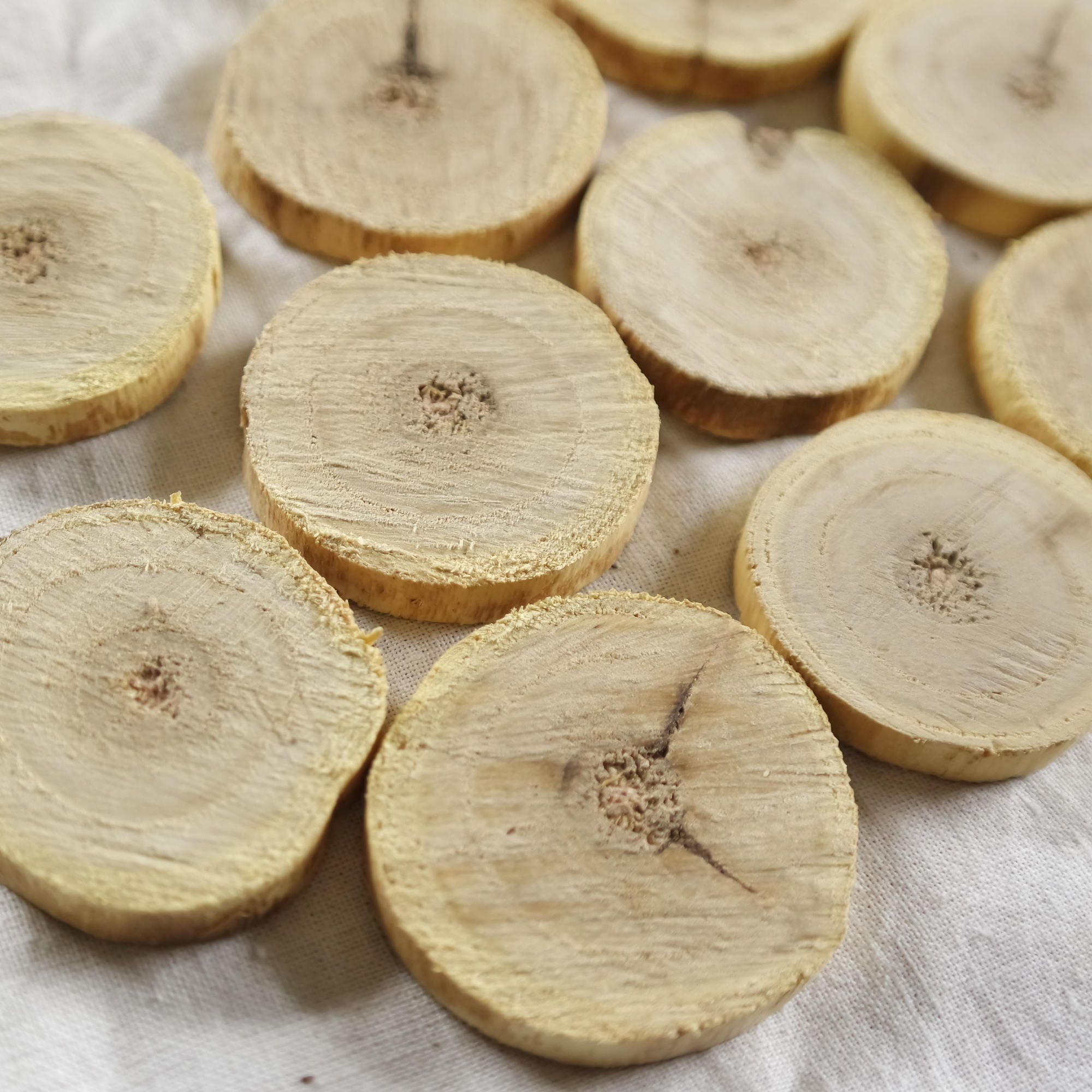 Sea buckthorn wood slices yellow wood slices 1.4 1.6 inch Etsy