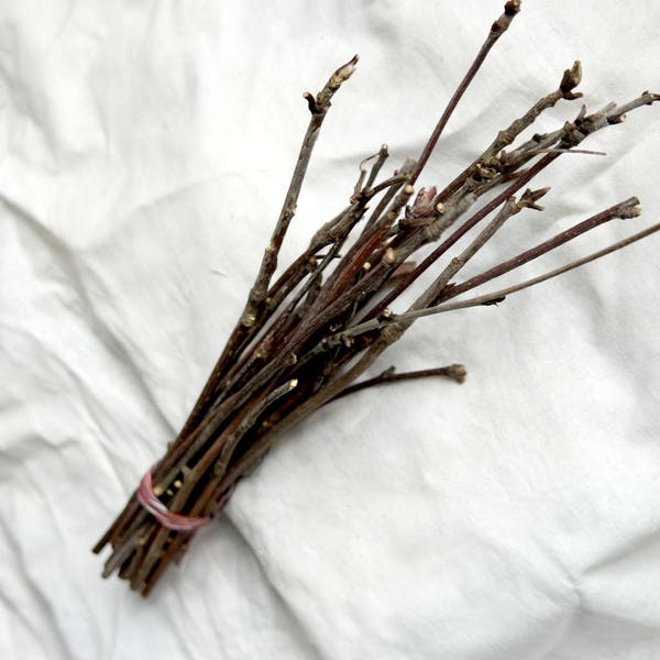 Wood branch Rowan sticks, Dried for 1 year, Small Mountain ash branches supply, dried small natural craft wood supply, wood craft supply