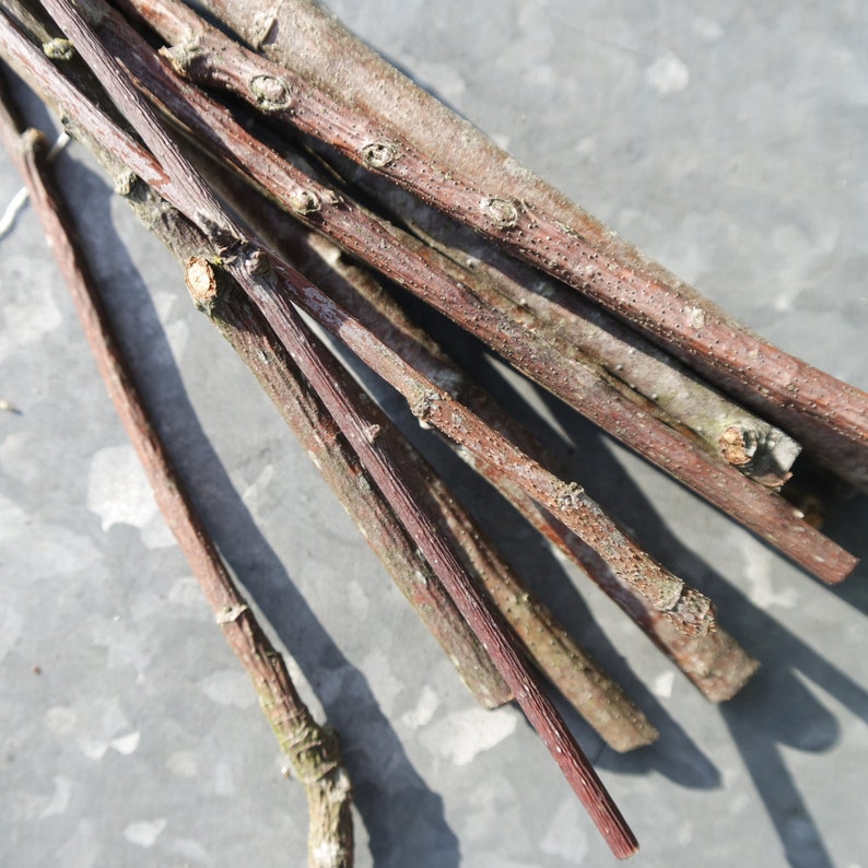 Wood branch Rowan sticks, Dried for 1 year, Mountain ash branches supply, dried Rowan sticks, natural craft wood supply, 30 cm / 12 inches image 4