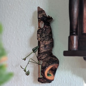 handmade Curio cabinet „The Scent of Coniferous Wood“  unique / oddities display art / wild wood box / crystal apothecary shelf / wall altar