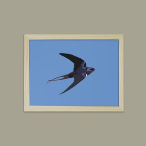 La golondrina de Didouch - Colección pájaros - Póster 18x24
