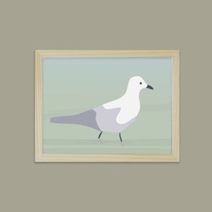 la gaviota de las nieblas didouch - Colección Aves - Póster 18x24