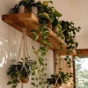 May include: A thick, natural-toned wooden floating shelf mounted on a wall, holding several potted plants with trailing green and yellow variegated leaves. Two off-white macrame plant hangers suspend additional potted plants below the shelf.