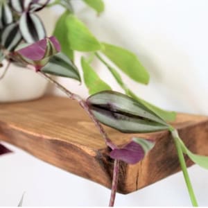 May include: A wooden shelf with a live plant. The shelf is a warm brown color with a natural edge. The plant has green and purple leaves and is in a white pot. The background is a plain white wall.