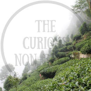 Nantou Tea Plantation