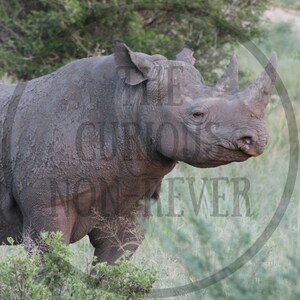 Black Rhino