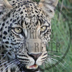 Leopard