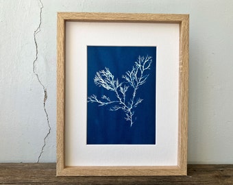 Seaweed Cyanotype, Botanical Cyanotype, Botanical Print, Seaweed Print, Coastal Art, Blue Art, Sea Themed Art, Sea Print